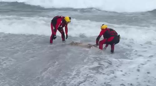 What The Fuck Did They Just Pull Out Of The Water?