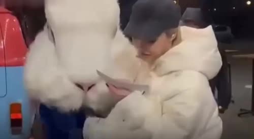 Drunk Russian Man Punches Woman in Bunny Suit