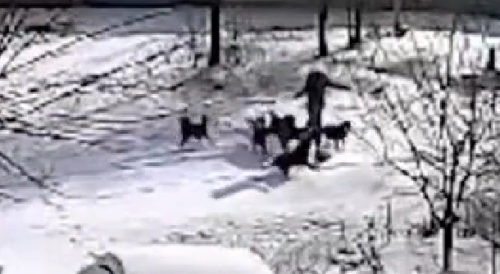 Woman Attacked By Pack Of Stray Dogs In Russia