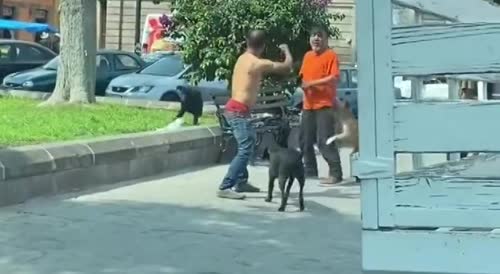 Street Dogs Protect Street Man From Street Thug