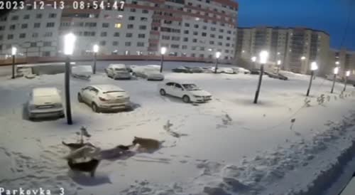 Woman Attacked By Pack Of Stray Dogs In Russia