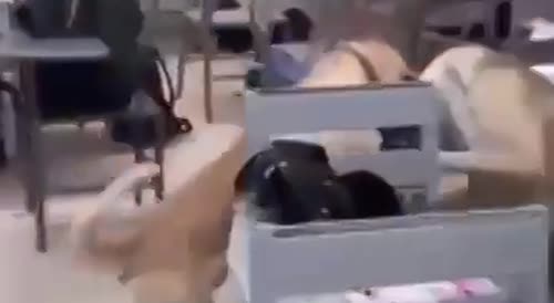 Pack of Dogs Invade Mexican Classroom