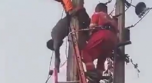 Workers Throw Electrocuted Cable Thief On The Ground Like A Bag Of Shit