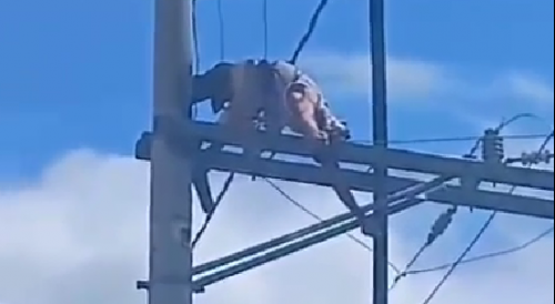 Worker Electrocuted In Cabuçu