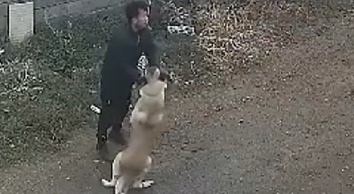 Man Bitten By Huge Dog In Azerbaijan