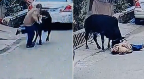 Huge Stray Bull Kills Man