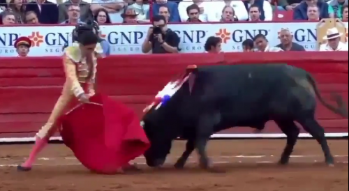 Mexican Bullfighter Gored In The Leg