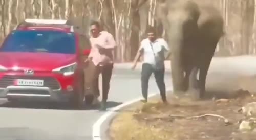 Elephant Attack in Bandipur, India