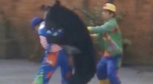 Bear Attacks Handler During Chinese Circus Performance