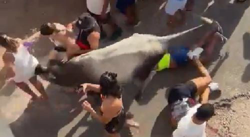 Bull vs. Carnival Goers