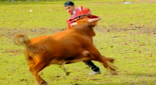 Bull Tap Dances All Over Peruvian In HD Glory.