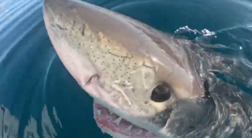 Florida: Great White Shark Comes Face-to-Face With Boaters
