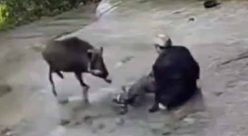 Angry Wild Boar Assaults Villager In Guangdong Province, China