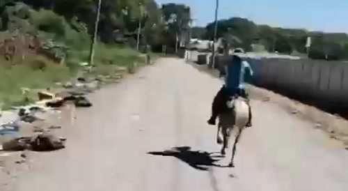 Man stole the horse and traded it for a bike gets yonked