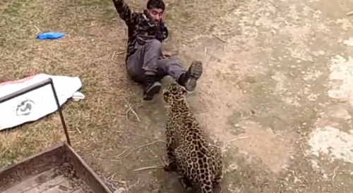 Leopard Attack Left Wildlife Department Officials Injured