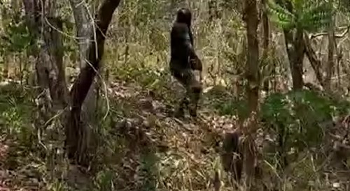 Creepy Scene In Cambodian Woods