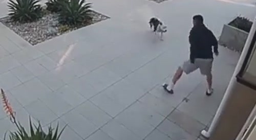 Dude Saves Cat From Pit bull