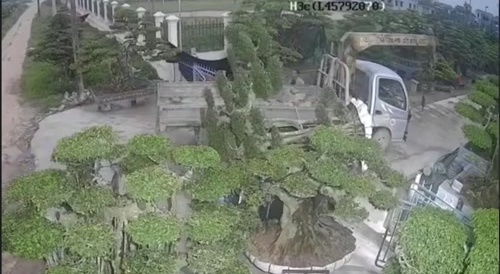 Bye bonsai