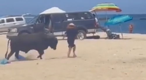 Bull Attacks Tourist on the Beach in Mexico