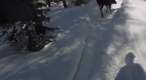 Man gets attacked by male moose.
