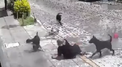 Old Woman Attacked By Four Doggos in Mexico
