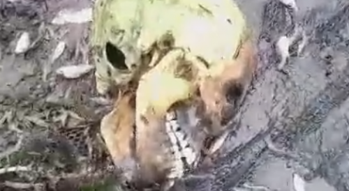 Fisherman Finds A Human Skull