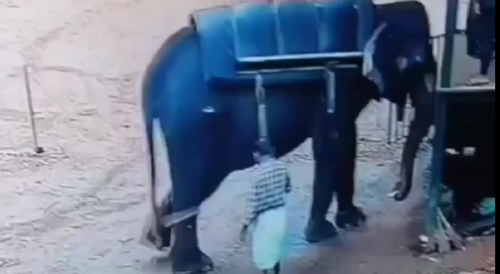 Mahout Stomped To Death By Elephant