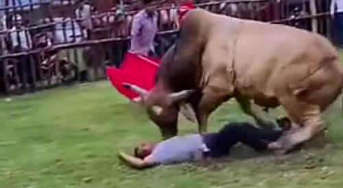 Bull Had Enough