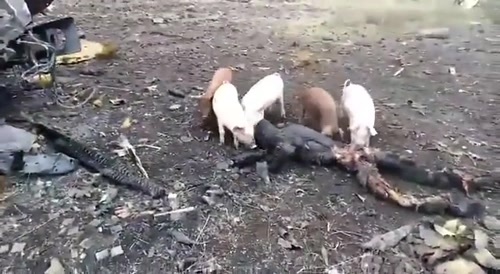 Pigs Eating Fallen Soldier