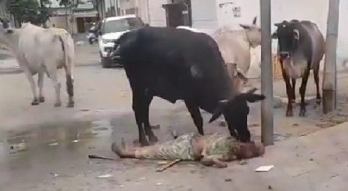 Old Woman Gets Gored To Death By Stray Cattle (Another Better Angle)