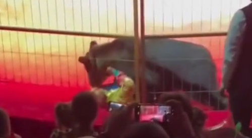 Bear Attacks Handler During Circus Show In Russia