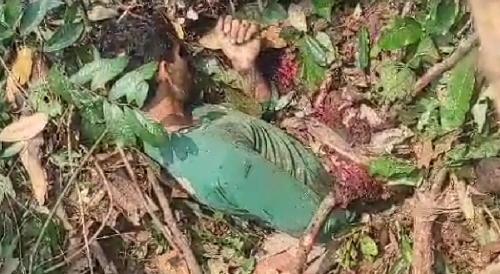 Man Destroyed By Fallen Tree In Brazilian Woods