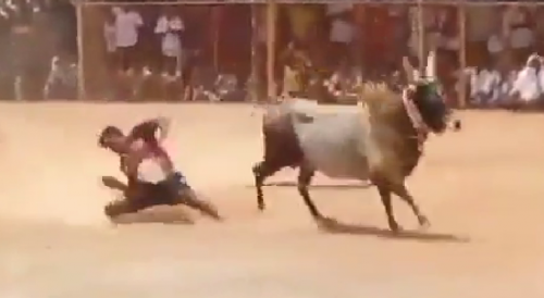 Man Fatally Gored By Bull