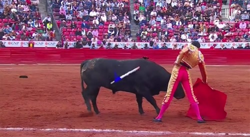 Tired And Bleeding Bull Gets Revenge