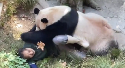 Mad Panda Assaults Zoo Keeper In China