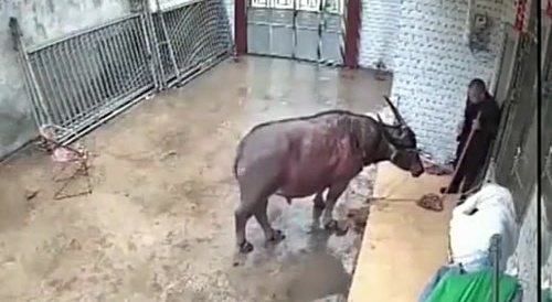 A buffalo attacked a farmer