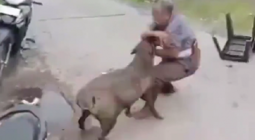 Elderly Villager Attacked By Wld Boar