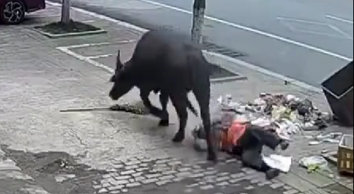 Angry Bull Hunting Residents Of Chinese City