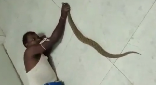 Man bitten by Russell’s Viper takes it to hospital