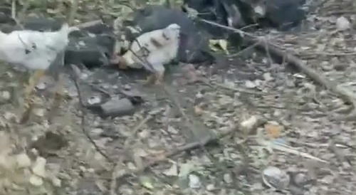 Wild chickens devouring Ukrainian corpses.