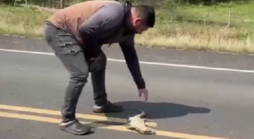 Rescue Of A Lizzard Goes Wrong In Paraguay