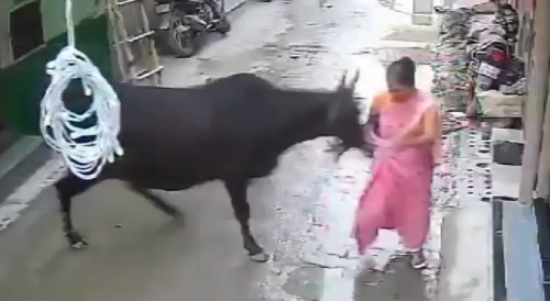 Indian Woman Attacked By Stray Bull