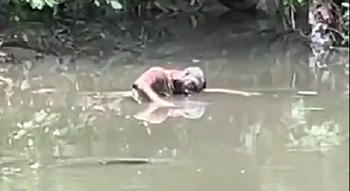 Man Found Floating In Parque do Mindu