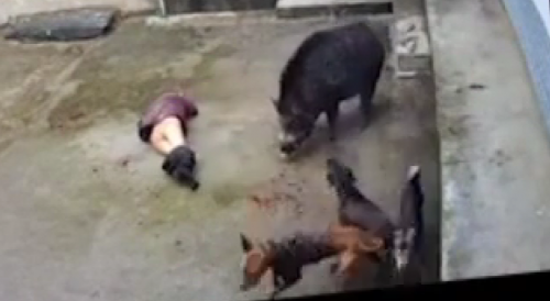 Wild Boar Storms Into Home, Kills 70-Year-Old Woman