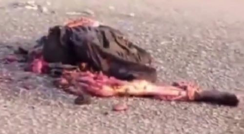 Nigerian RoadKill