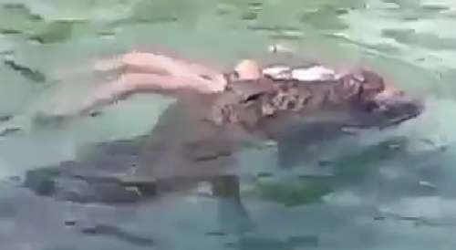 Crocodile emerges holding woman, 46, in its jaws