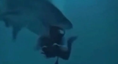 Shark clamps its jaws around a diver's head