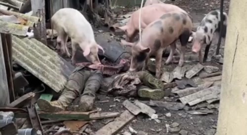 Pigs eat Ukrainian corpses deliciously