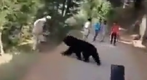 Man Attacked By Black Bear in Kashmir