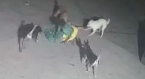 Stray Dogs Maul Woman